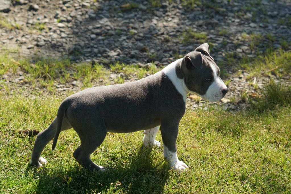 young bull breed male - will he be chemically castrated or traditionally castrated?