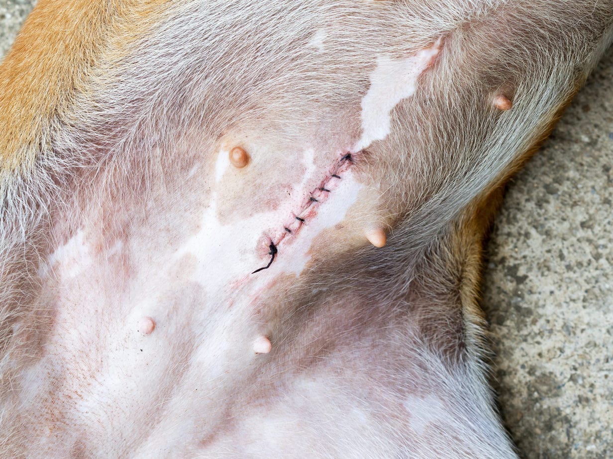 the closed wound after a spay surgery on a dog