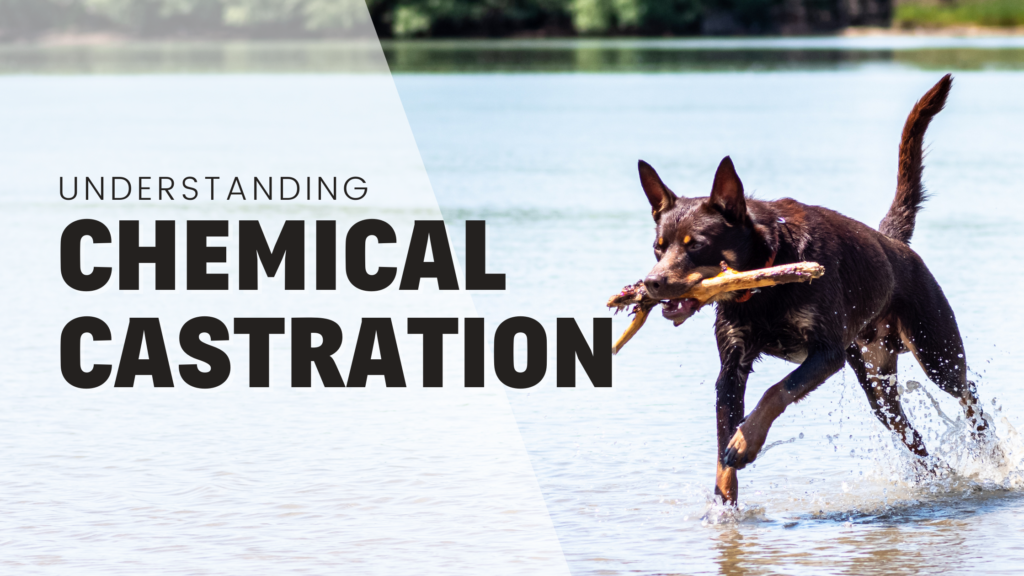 Understanding the chemical castration option for male dogs with kelpie running through the shallows of a lake with a stick in his mouth