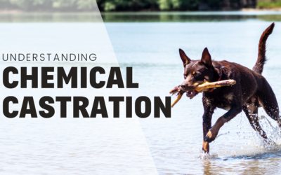 Understanding Chemical Castration for Dogs