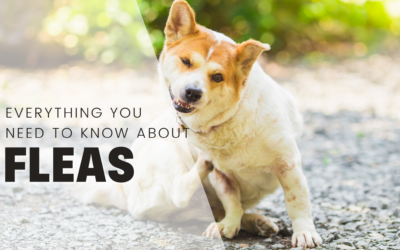 Fleas & Your Dog – Everything You Could Need To Know