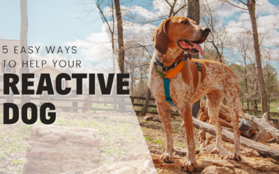 5 Simple Ways To Help Your Fear Reactive Dog