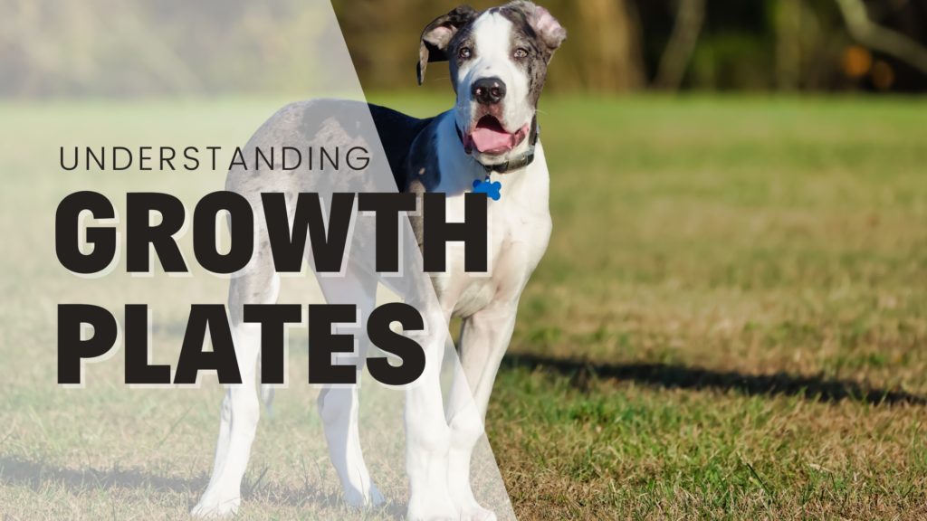 understanding growth plates with great dane puppy in the background