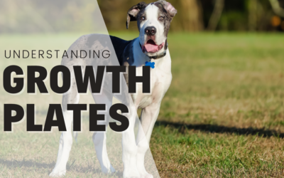 Understanding Growth Plates In Dogs: Keeping Their Bones Healthy And Happy 