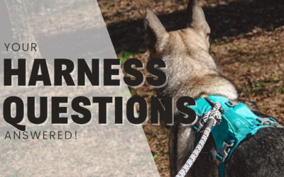 30+ Of Your Questions About Dog Harness, Answered!