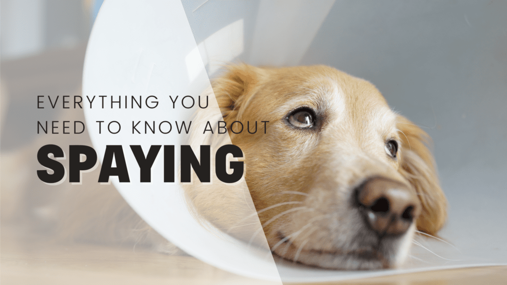 everything you need to know about spaying your dog bitch surgery golden retriever in cone after spay surgery