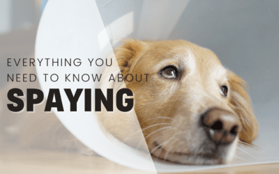 Spaying Your Dog: Everything You Need To Know
