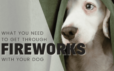 5 Things You Need For A Successful Fireworks & July 4th With Your Dog
