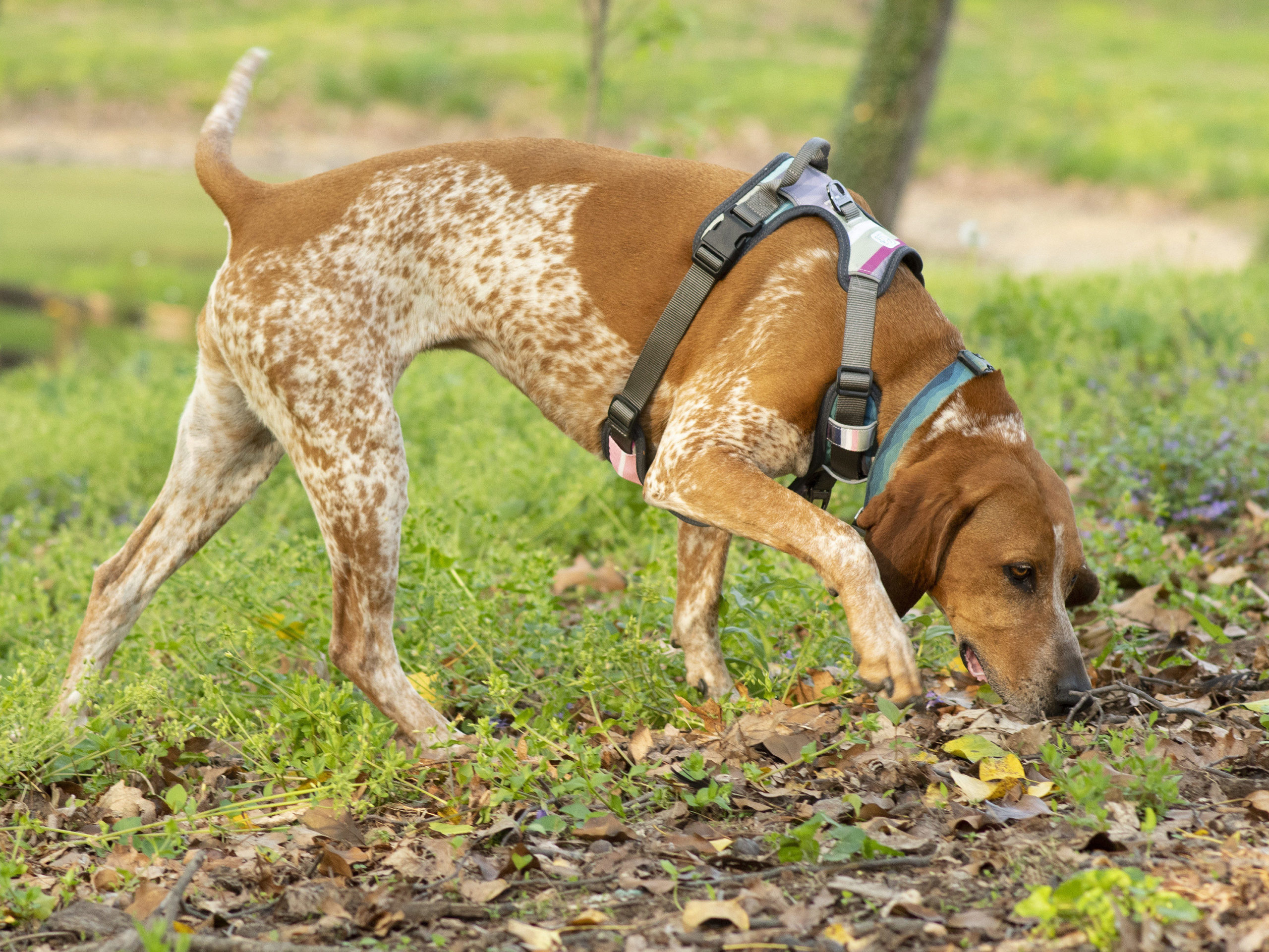 Embark Urban dog harness worn by Lucy the coonhound