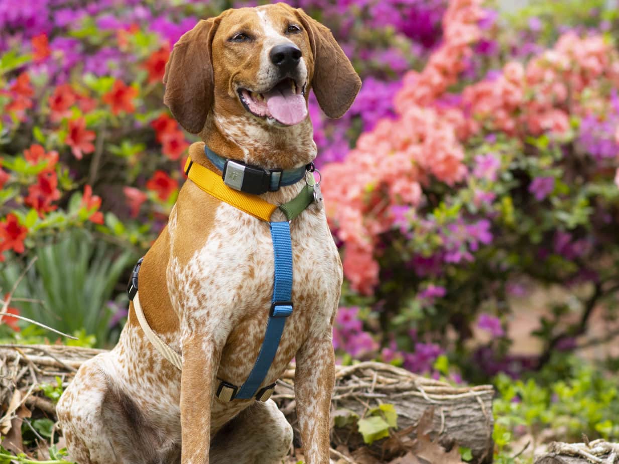 Haqihana harness on Lucy the coonhound, you can see the chest strap here is great for deep chested dogs like lucy!