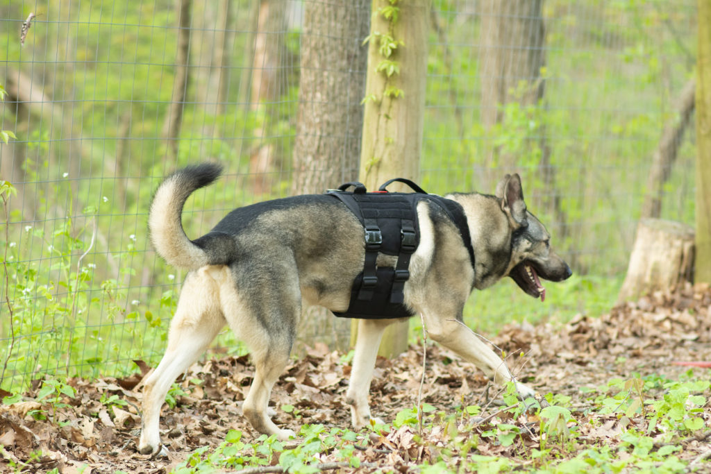 One tigris metall tactical dog harness on Indie the German Shepherd cross