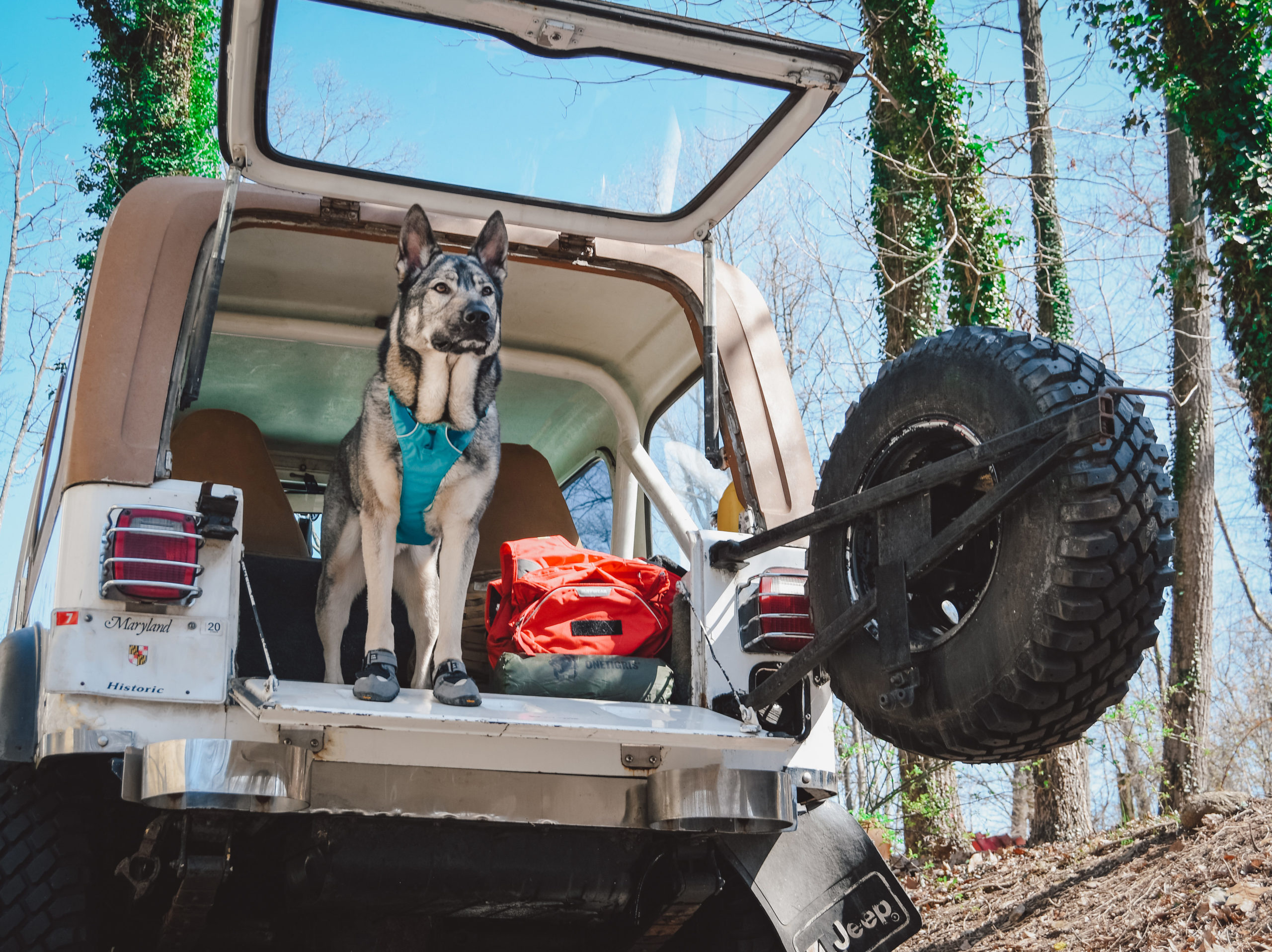 Indie the german shepherd dog in the jeep and ready to go for a hike