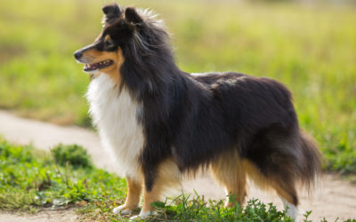 When Is The Best Time To Spay Or Neuter My Shetland Sheepdog?