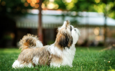 When Is The Best Time To Spay Or Neuter My Shih Tzu?