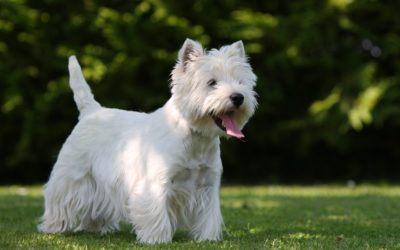 When Is The Best Time To Spay Or Neuter My West Highland White Terrier?