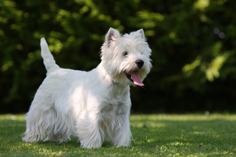 When Is The Best Time To Spay Or Neuter My West Highland White Terrier?