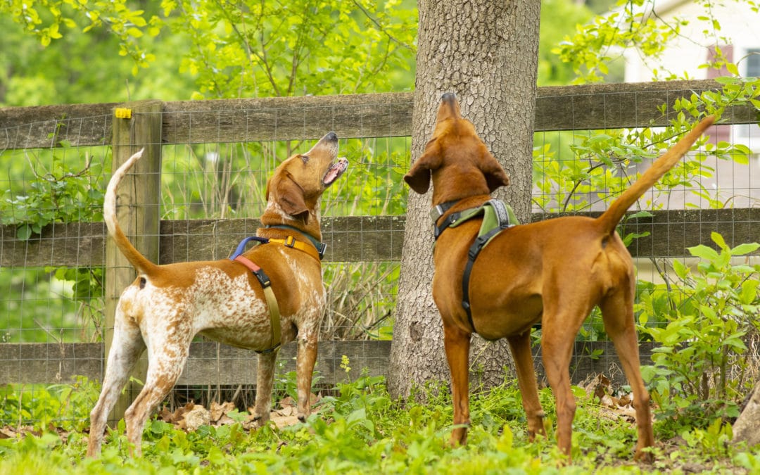 Redbone Coonhound: What They’re Really Like to Live With