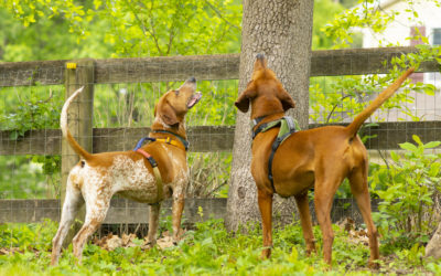 Redbone Coonhound: What They’re Really Like to Live With
