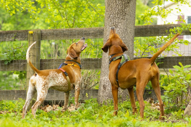 Redbone Coonhound: What They’re Really Like to Live With