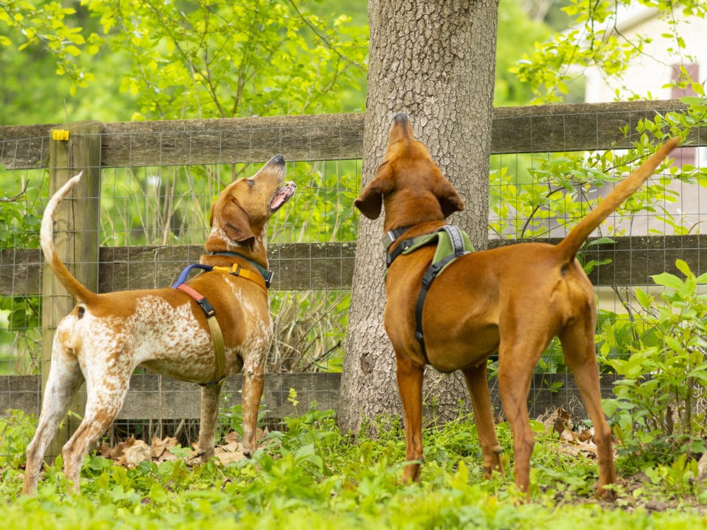 typical coonhound behaviour shown by lucy and shelby