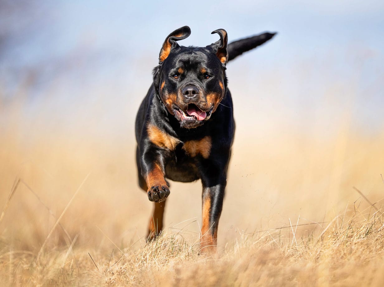 rottweiler running after spay neuter surgery