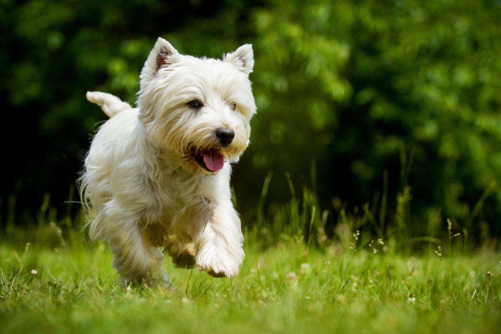 Moderate exercise for your West Highland White Terrier is fine however vigorous exercise like this is really not recommended straight after a spay or neuter surgery instead try  Post-Surgery Recovery: 12 Ideas For Keeping Your Dog Happy And Entertained.