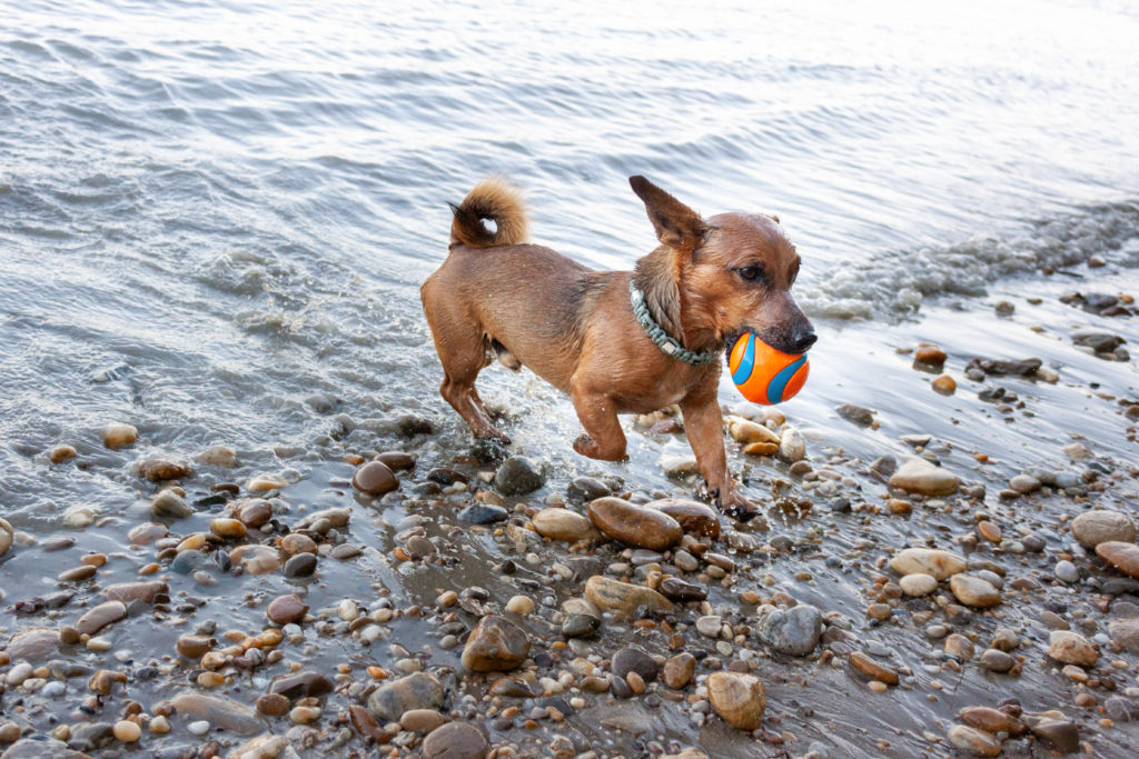 small dog playing ball