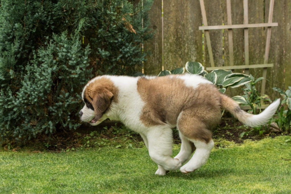 Spaying or neutering a St. Bernard  is a big decision, it's best that they are responsibly bred