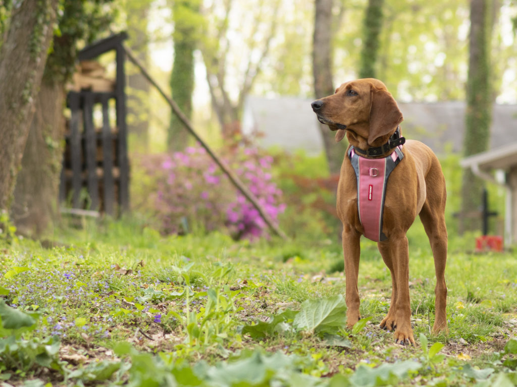 Shelby wearing a pink X-link harness from ezy-dog