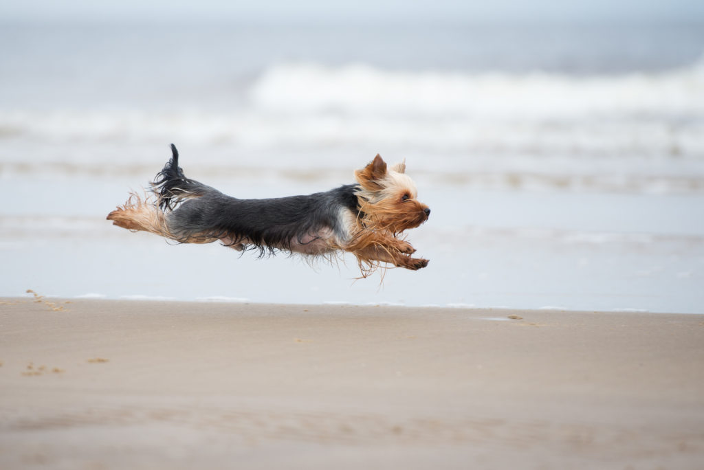 yorkshire terrier running at the beach