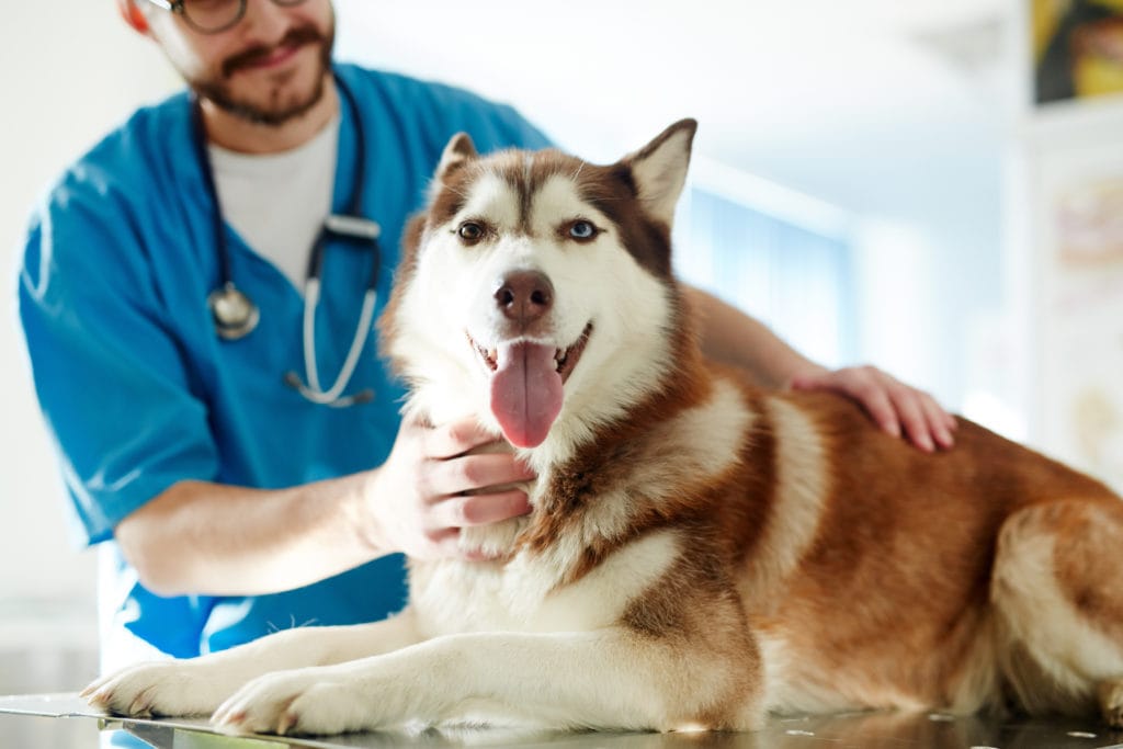 husky dog male with vet discussing neutering options