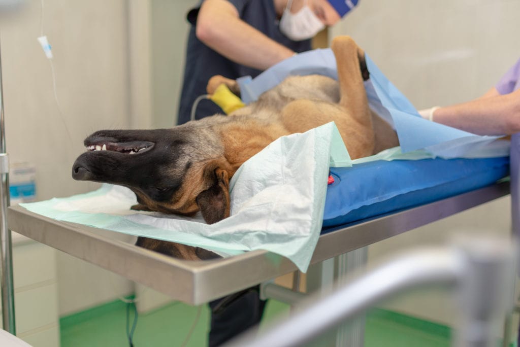 A Belgian Malinois under surgery for the gonadectomy or neutering procedure