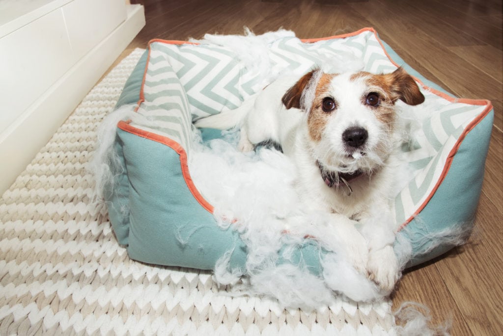 a dog who has destroyed their bed, but it doesn't have to be this way.