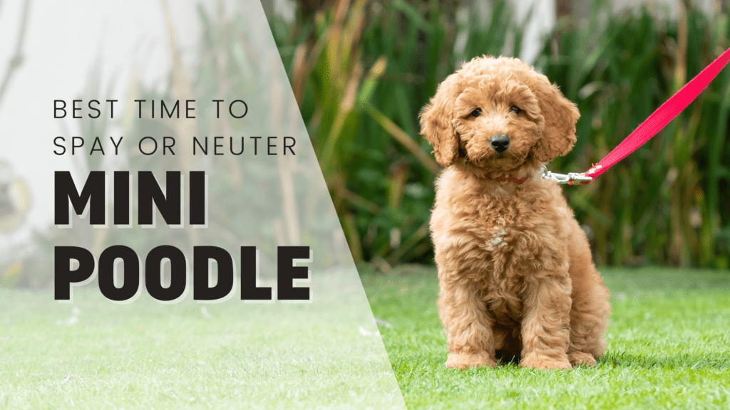 when is the best time to spay or neuter my miniature mini poodle