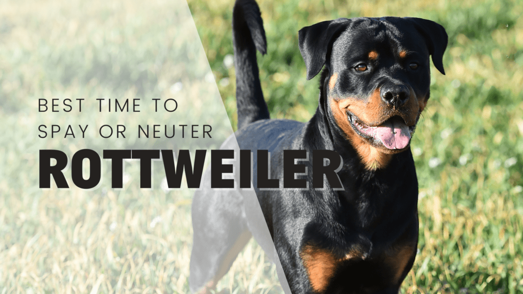 best time when to spay neuter rottweiler rotweiler breed