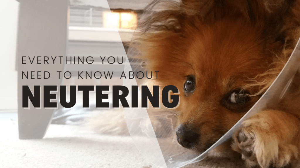 Everything you need to know about neutering