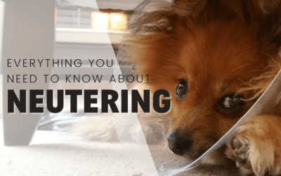 Neutering Your Dog: Everything You Need To Know