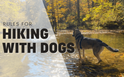 7 Rules For Enjoyable & Safe Hiking With Your Dog