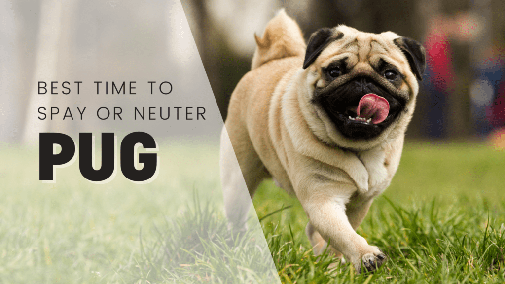 Best time to Spay or Neuter a pug