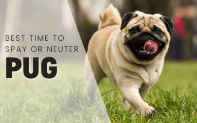 When Is The Best Time To Spay Or Neuter My Pug?