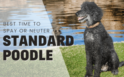 When Is The Best Time To Spay Or Neuter My Standard Poodle?