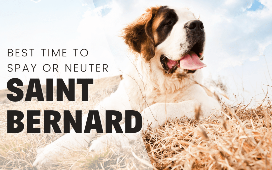When Is The Best Time To Spay Or Neuter My Saint Bernard?