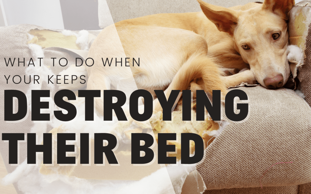 What to do when your dog destroys their bed – from a professional trainer