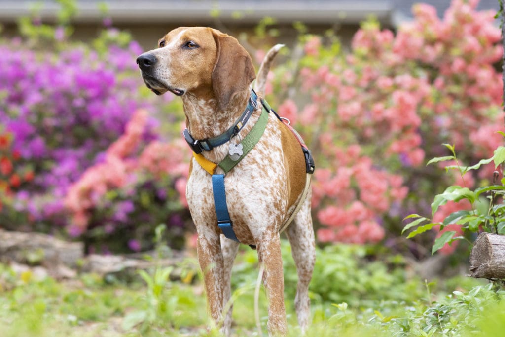 Haqihana harness y shaped worn by lucy the coonhound