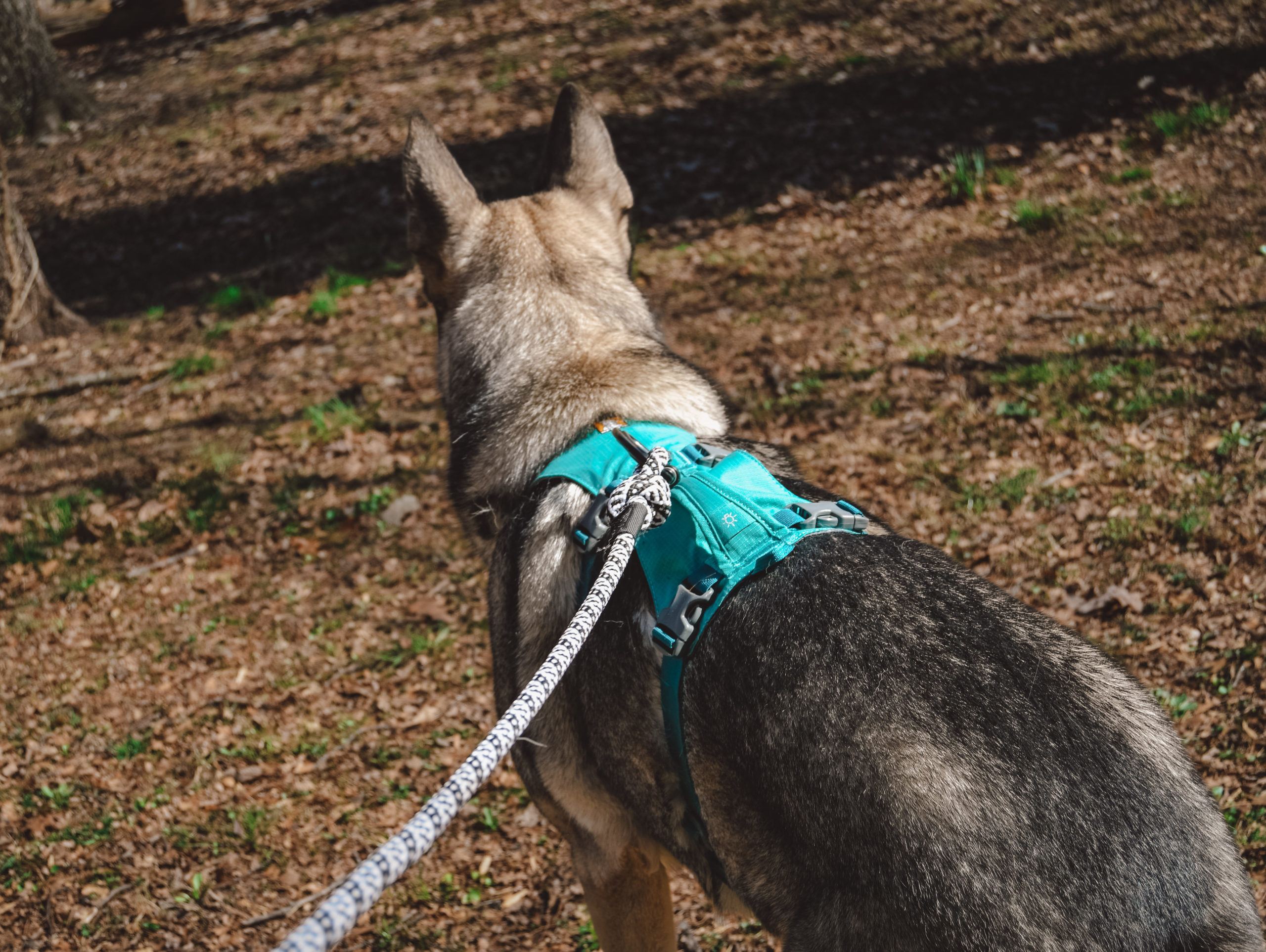 Wilderdog big carabiner leash is perfect for hiking with your dog