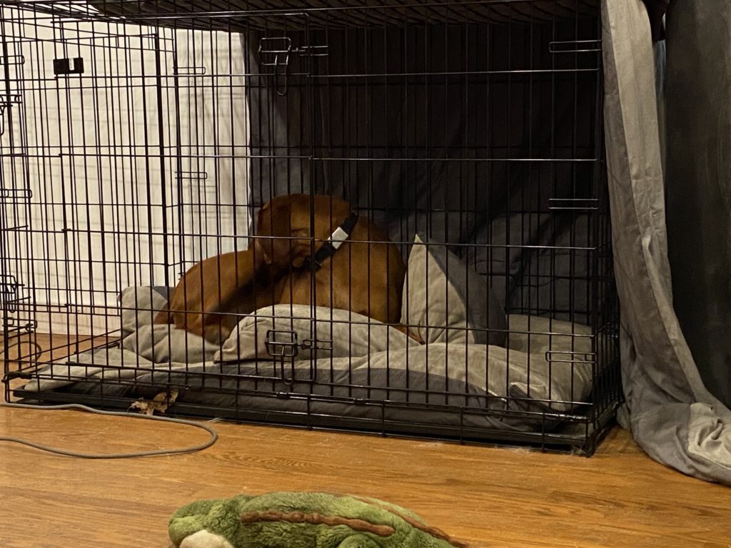shelby in her crate away from the fireworks
