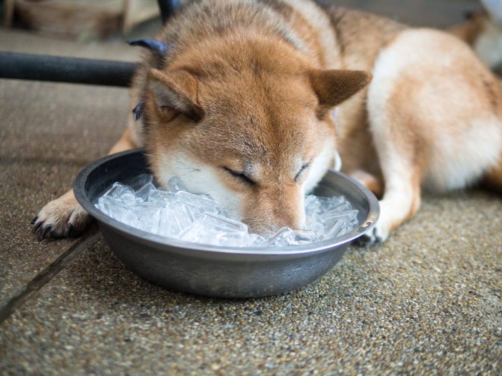 Eating ice is a strong reason for dogs to start on the route to water intoxication