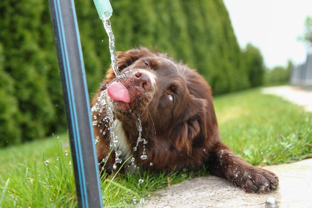 drinking running water is great for cooling your dog down, but water intoxication is a thing you should look out for
