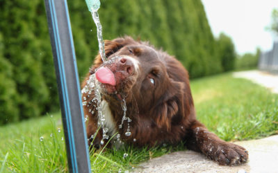 Dogs in Hot Weather: How to Prevent Overheating and Heatstroke