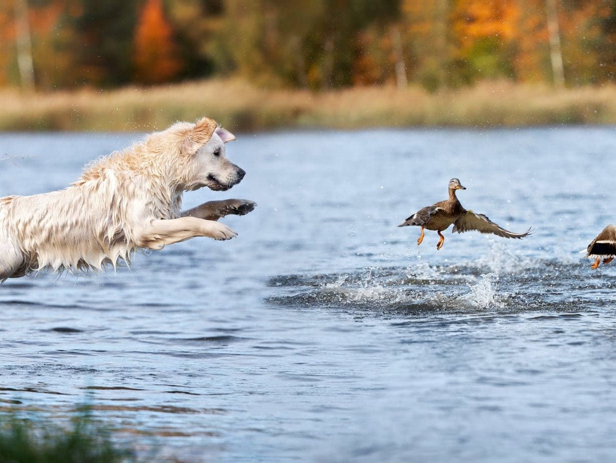 Water retrieving golden retriever going after some ducks in the pond